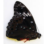 Dichorragia nesimachus peisistratus (Philippines) - male